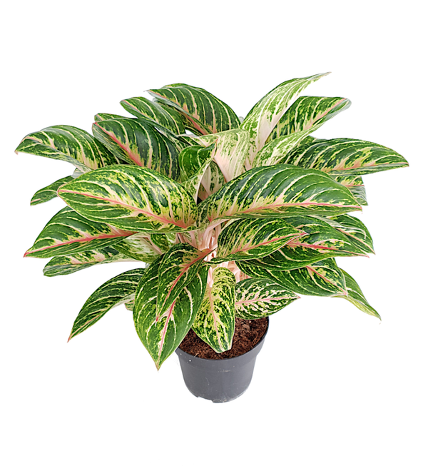 Aglaonema
