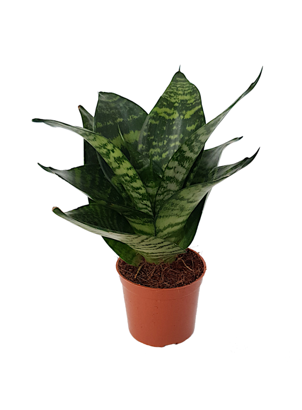 Sansevieria | Ø7cm H20cm
