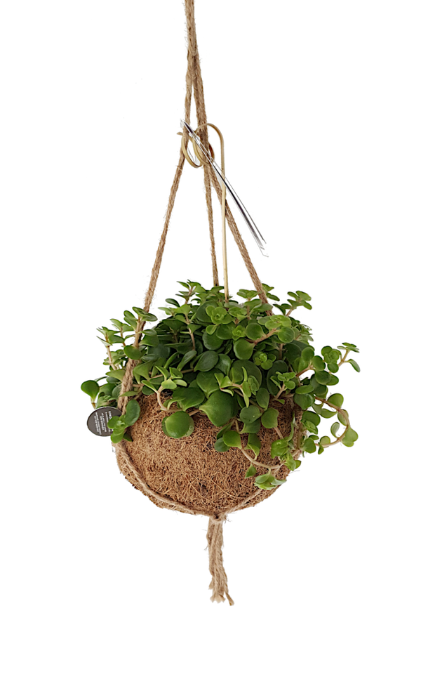 Kokodama inclusief plant