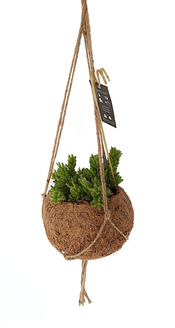 Kokodama inclusief plant