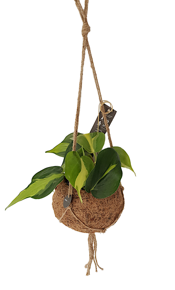 Kokodama inclusief plant