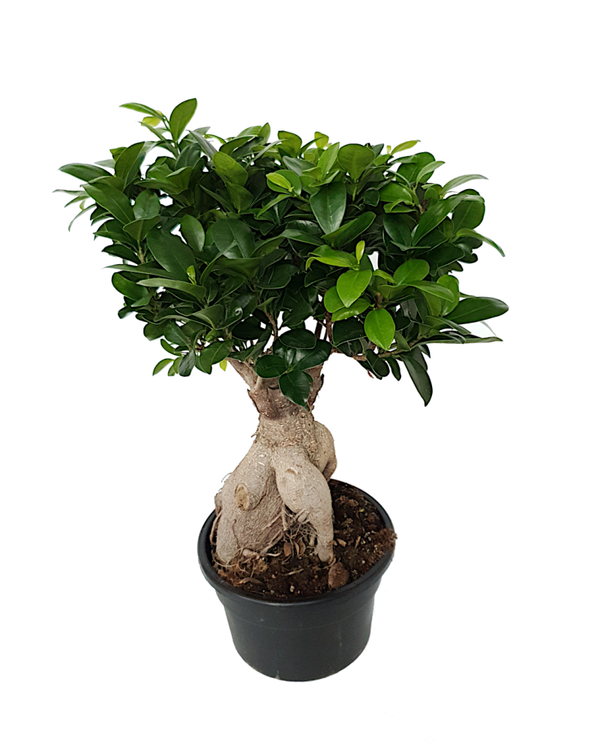 Ficus microcarpa 'Ginseng' / Chinese vijg - Bonsai