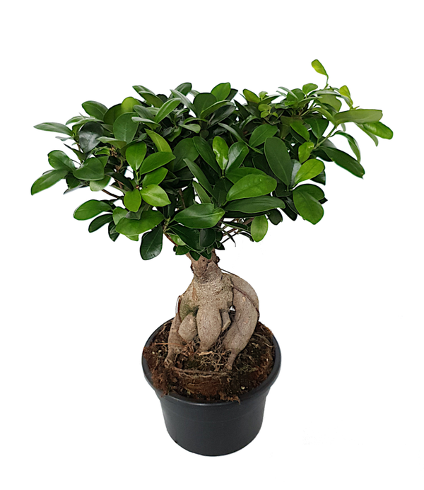 Ficus microcarpa 'Ginseng' / Chinese vijg - Bonsai