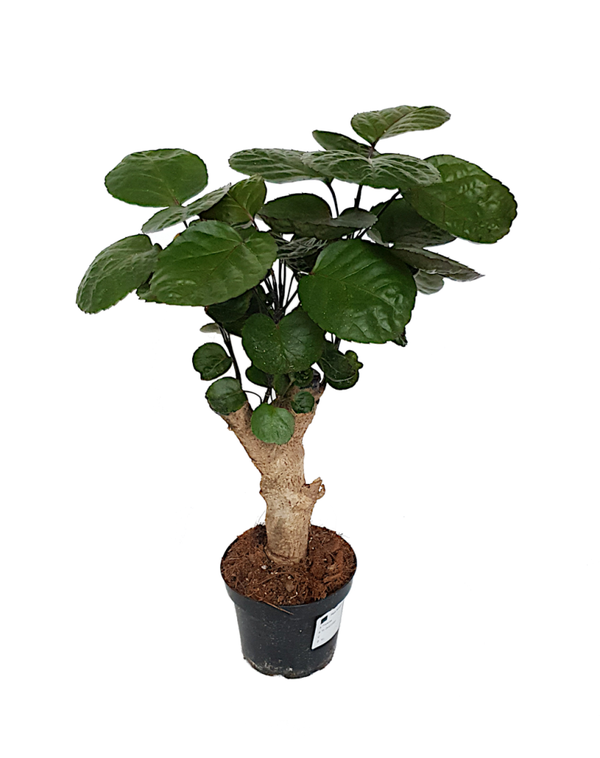 Aralia polyscias scutellaria 'Fabian'