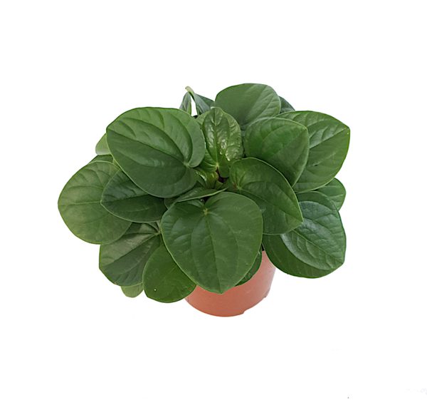 Peperomia 'Rana Verde'