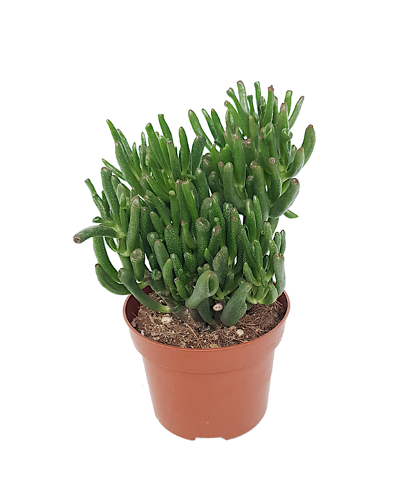 Crassula hobbit
