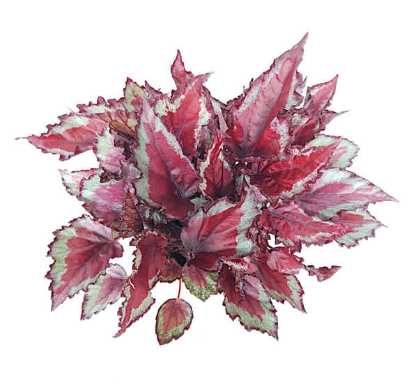 Begonia 'Magic Colours'