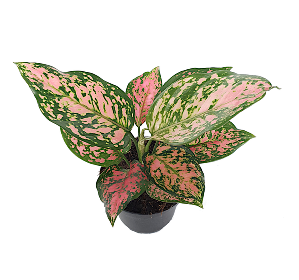 Aglaonema