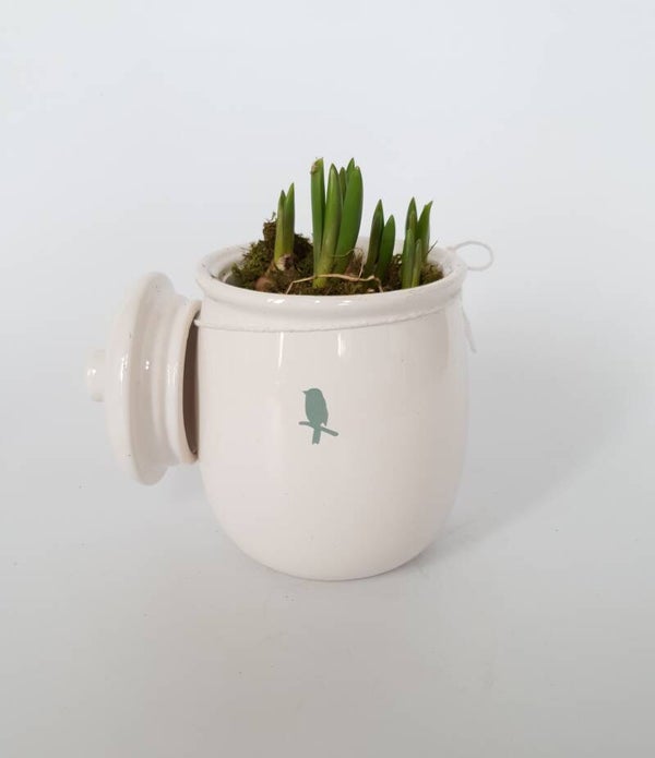 Voorraadpot met blauwe druifjes