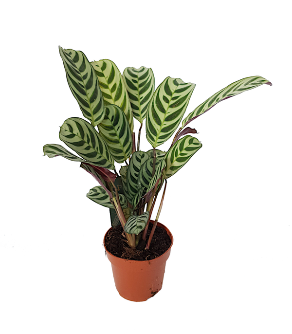 Ctenanthe burle marxii
