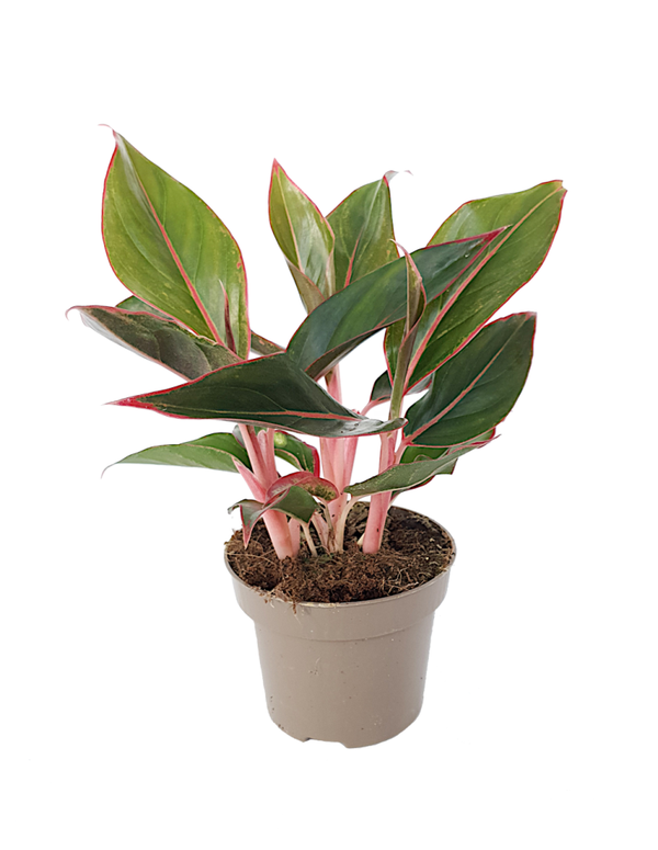 Aglaonema 'Siam aurora'