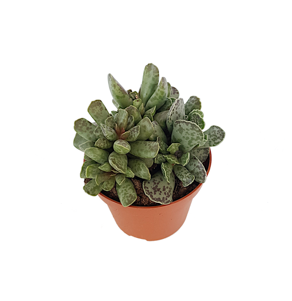 Adromischus cooperii | Ø10,5 cm
