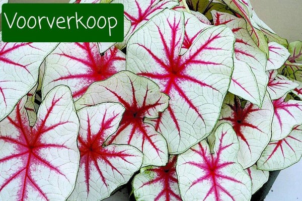 Caladium Fiesta knol