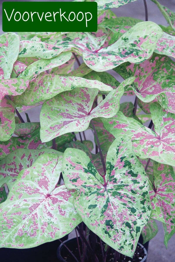 Caladium Seafoam Pink knol
