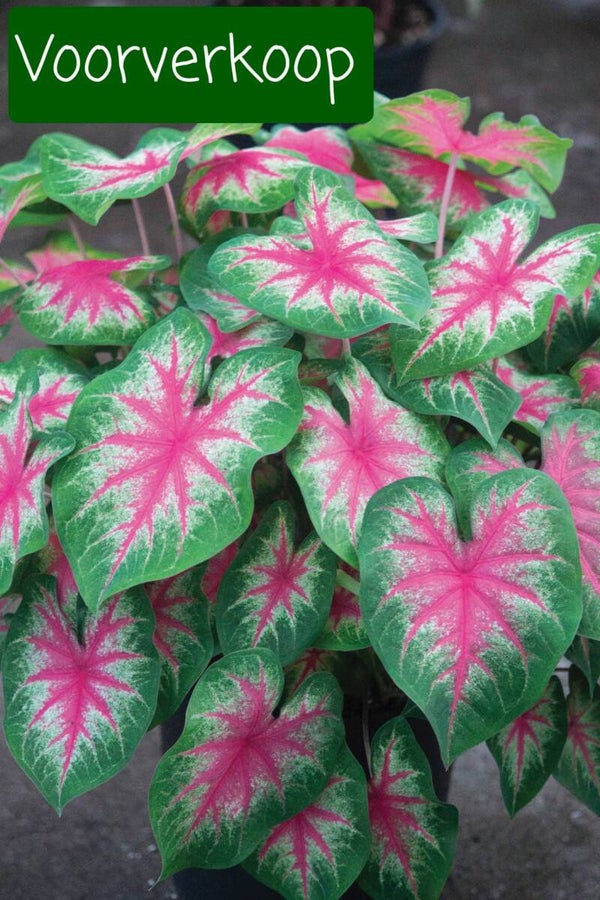Caladium rosebud knol