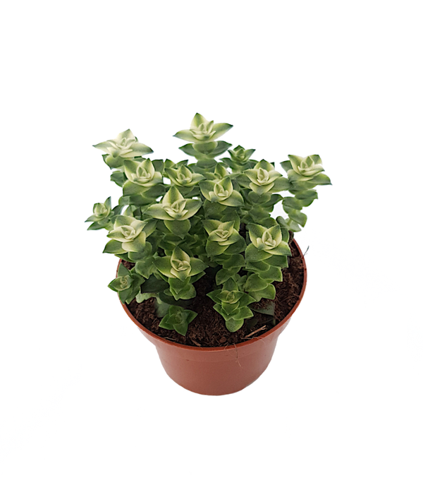 Crassula perforata variegata