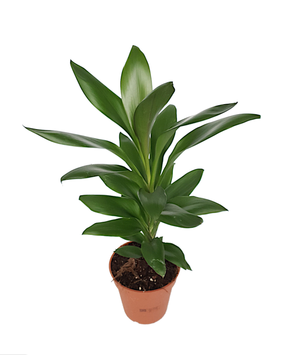 Cordyline 'Glauca'