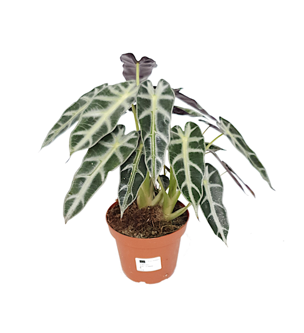 Alocasia 'Bambino Arrow'