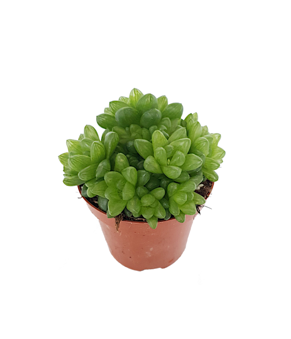 Haworthia Cooperi Obtusa