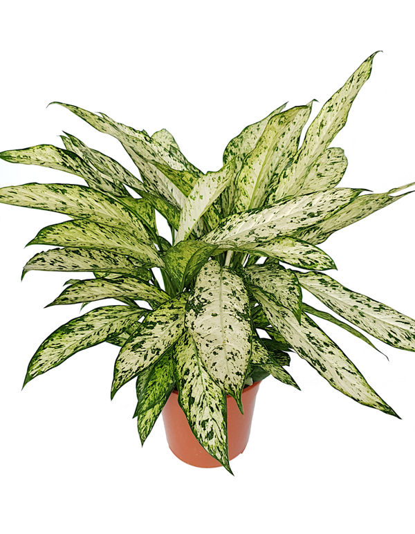 Dieffenbachia 'Vesuvius'