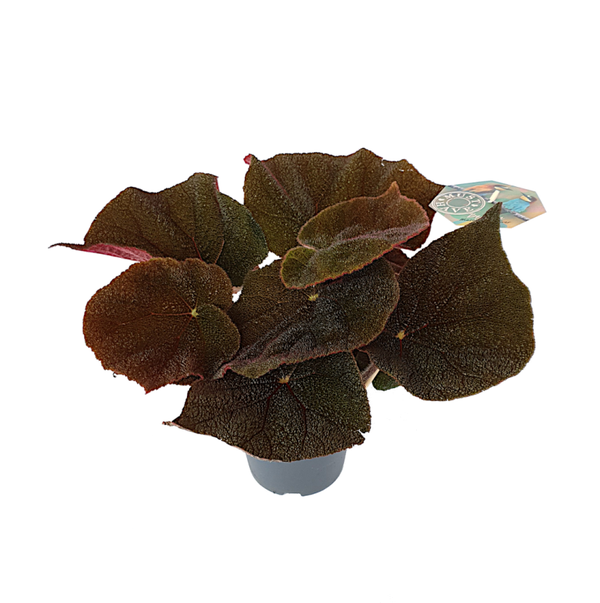 Begonia masoniana 'Jungle'