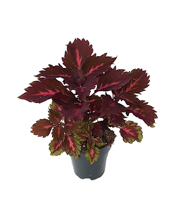 Coleus - Siernetel