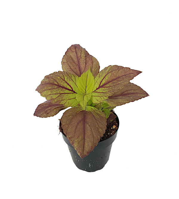 Coleus - Siernetel