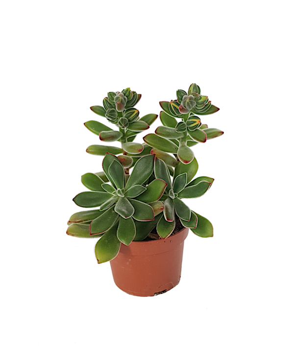 Echeveria Pulvinata | Ø10cm H22cm