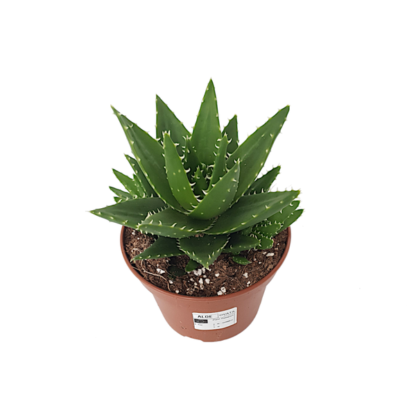 Aloe Jaws | Ø15cm H22cm