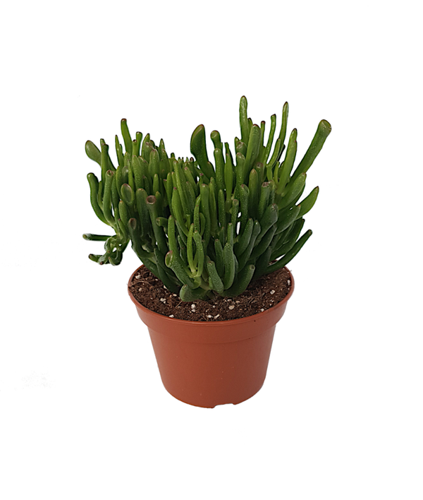 Crassula Hobbit