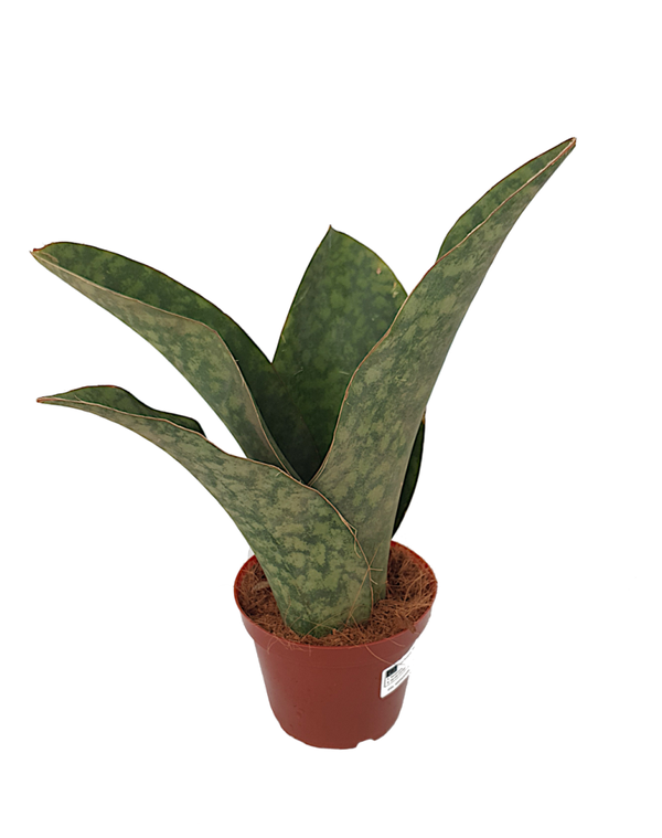 Sansevieria grandis 'Big Leaf Crown' | Ø12cm H32cm