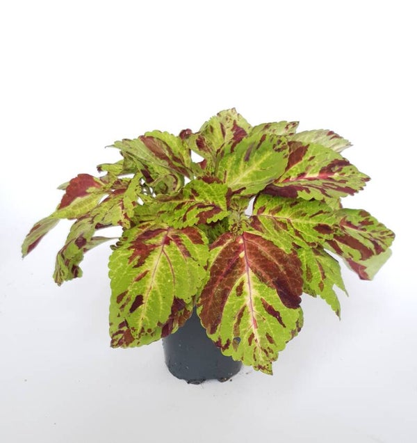 Coleus - Siernetel