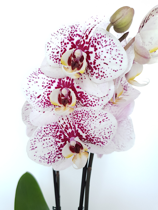 Orchidee / Phalaenopsis | Ø12cm H50cm
