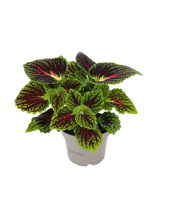 Siernetel - Coleus