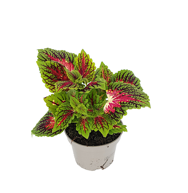 Siernetel - Coleus | Ø13cm H23cm