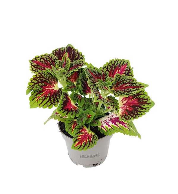 Siernetel - Coleus
