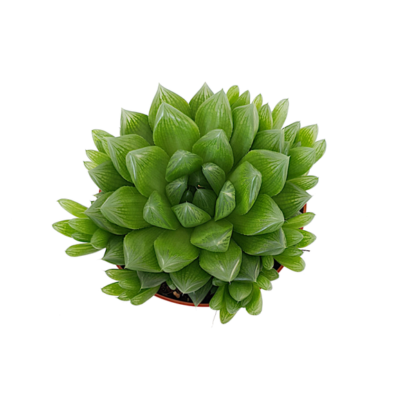 Haworthia Cooperi | Ø12cm H16cm