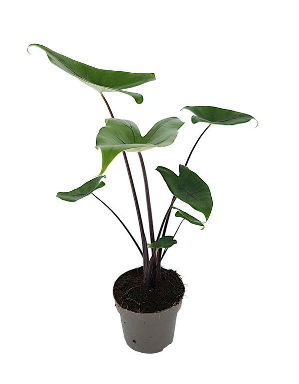 Alocasia 'Black Zebrina' | Ø14cm H47cm