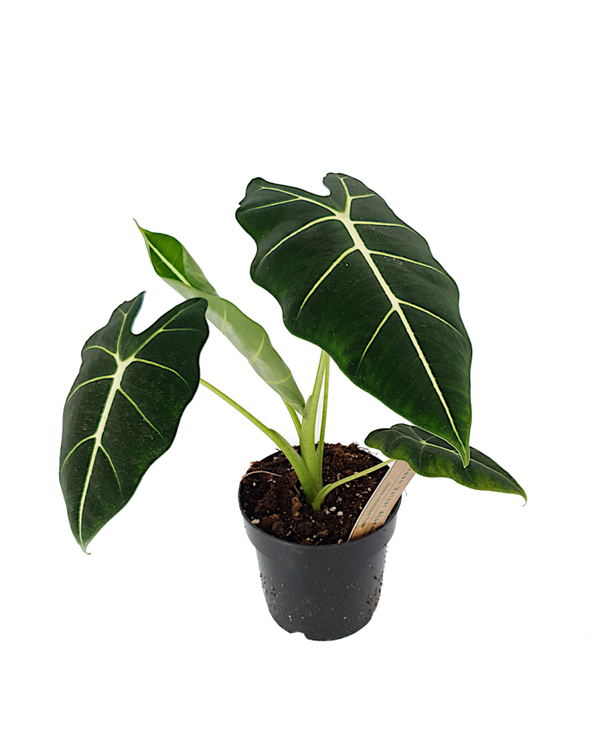 Alocasia Micholitziana 'Frydek' | Ø14cm H40cm