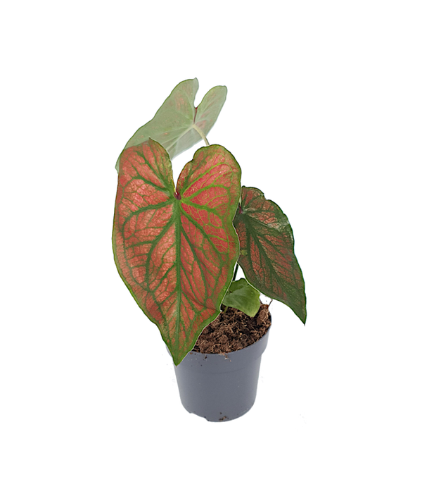 Caladium | Ø11cm H35cm