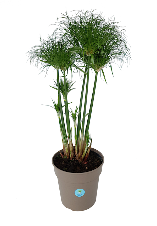 Cyperus papyrus 'Nofretete' | Ø24cm H80cm