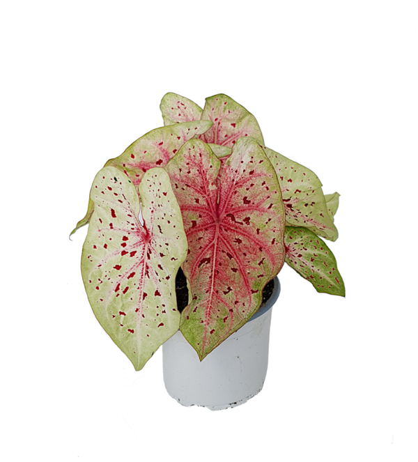 Caladium Miss Muffet | Ø17cm H32cm