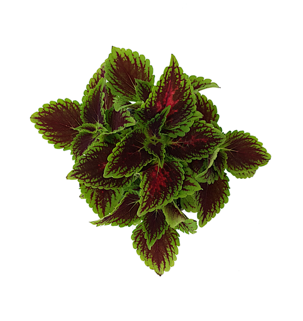 Siernetel - Coleus | Ø13cm H20cm