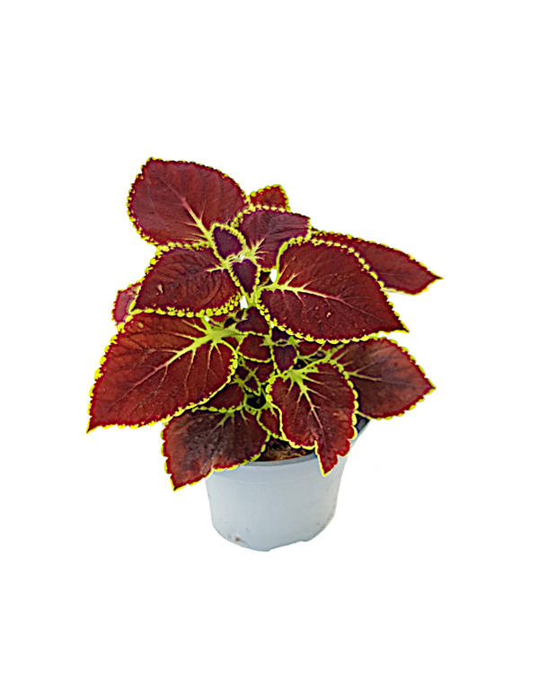 Siernetel - Coleus | Ø12cm H30cm