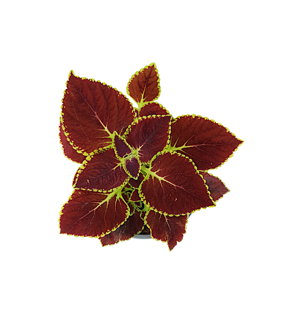 Siernetel - Coleus | Ø12cm H19cm