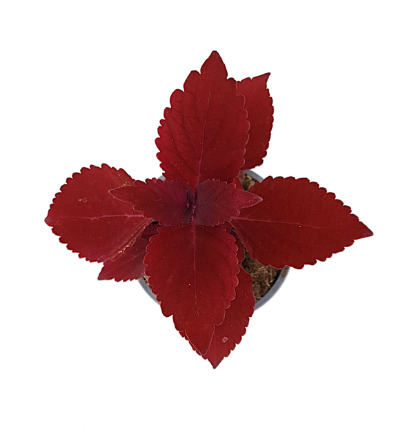 Siernetel - Coleus | Ø12cm H19cm