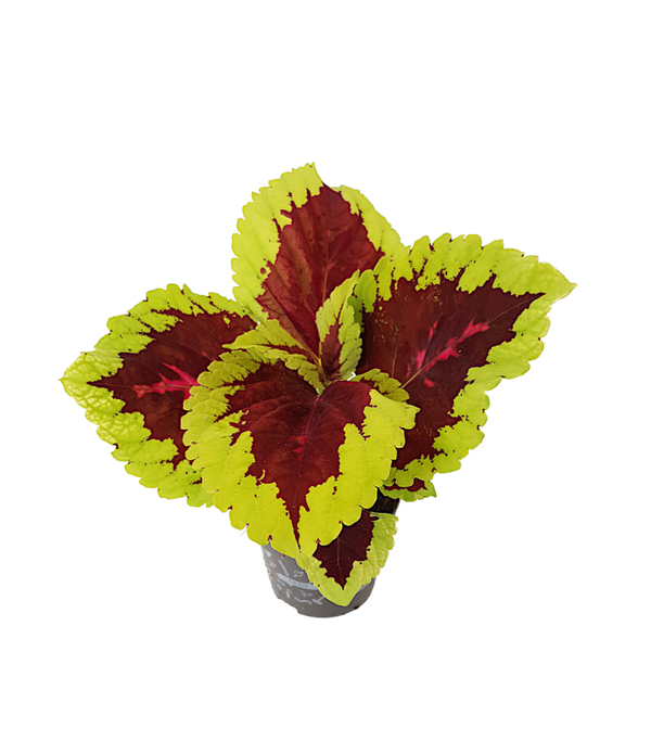 Siernetel - Coleus 'Kong Salmon Pink' | Ø12cm H30cm