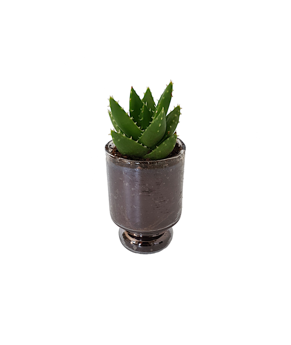 Haworthia in glas | Ø7cm H15cm