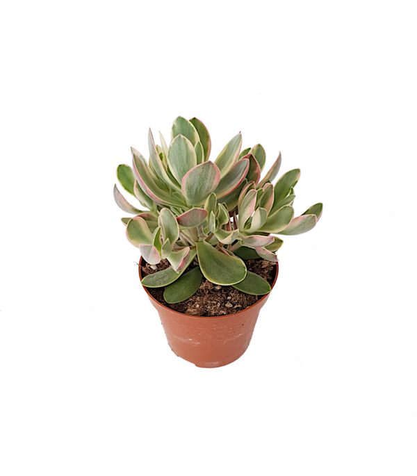 Crassula swaziensis variegata | Ø8,5cm H15cm
