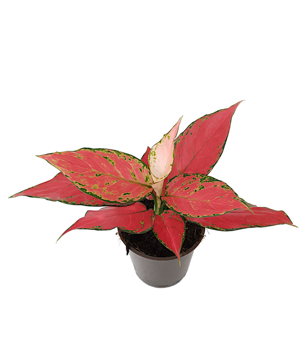 Aglaonema 'Cherry Baby' | Ø12cm H28cm